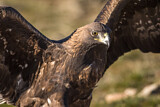 Image. Steinadler