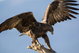 Image. Steinadler