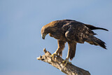 Image. Steinadler