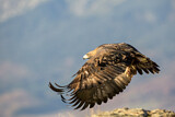Image. Steinadler