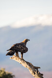 Image. Steinadler