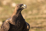 Image. Steinadler