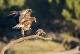 Image. Steinadler