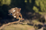 Image. Steinadler