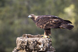 Image. Steinadler