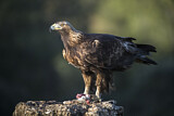 Image. Steinadler
