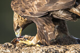 Image. Steinadler