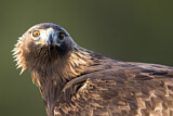 Image. Steinadler