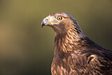 Image. Steinadler