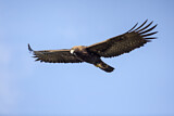 Image. Steinadler