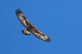 Image. Steinadler