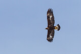 Image. Steinadler
