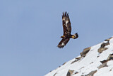 Image. Steinadler