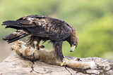 Image. Steinadler