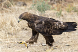 Image. Steinadler