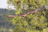 Image. Steinadler