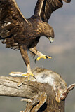 Image. Steinadler