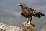 Image. Steinadler