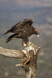 Image. Steinadler