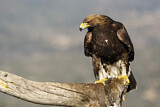 Image. Steinadler
