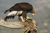 Image. Steinadler