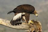 Image. Steinadler