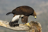 Image. Steinadler