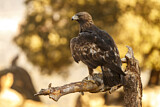 Image. Steinadler