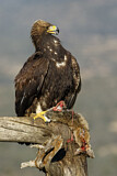 Image. Steinadler