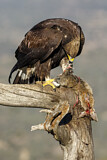 Image. Steinadler