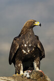 Image. Steinadler