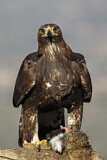 Image. Steinadler