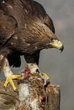 Image. Steinadler