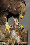 Image. Steinadler