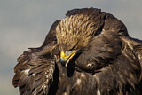 Image. Steinadler