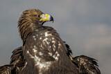Image. Steinadler