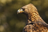 Image. Steinadler
