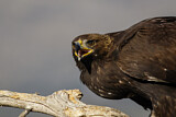 Image. Steinadler