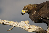 Image. Steinadler