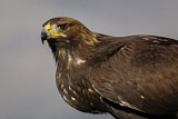 Image. Steinadler