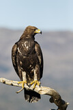 Image. Steinadler