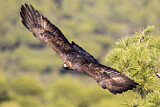 Image. Steinadler