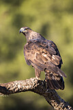 Image. Steinadler
