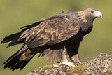 Image. Steinadler