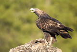 Image. Steinadler