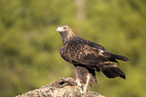 Image. Steinadler