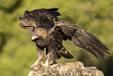 Image. Steinadler