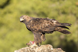Image. Steinadler