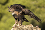 Image. Steinadler