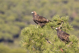 Image. Steinadler